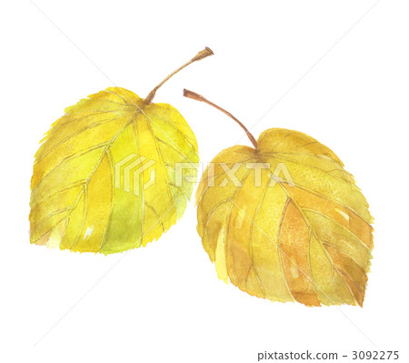 Hyuga Mizuki Yellow Leaf 2 sheets 3092275