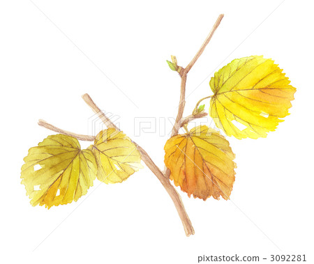 Hyuga Mizuki with branch 3092281