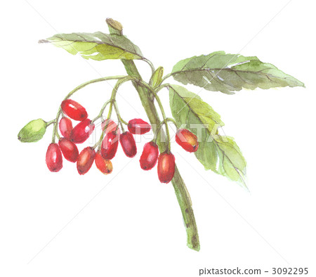 青木的果實 3092295