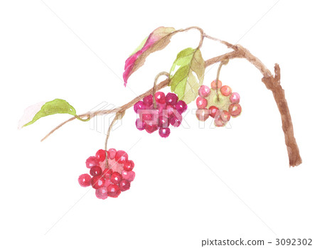 Sanekazura水果 Sanekazura水果 3092302