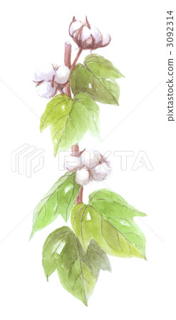 棉花樹 3092314
