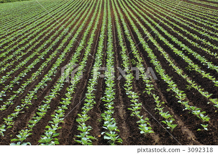 Cabbage field Cabbage field 3092318