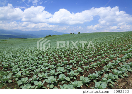 Cabbage field 3092333