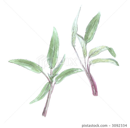 鼠尾草 鼠尾草 3092334