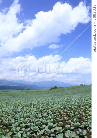 白菜田 白菜田 3092335