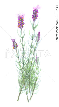 薰衣草刮匙 3092343