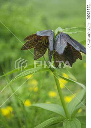 Alpine plants Kuroyuri 3092551