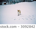 狐狸尋找食物 3092842