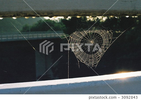 在早晨太陽的蜘蛛網 3092843