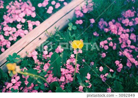 植物 植物學 植物的 3092849