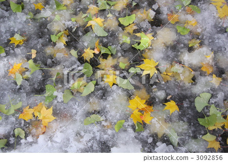 銀杏 銀杏樹 紅葉 3092856