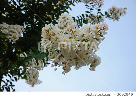 Tree · Thallsberry Miso Hagi Department 3092949