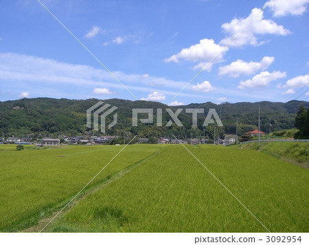 水稻 岡山 日本中國地方 3092954