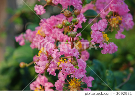 Tree · Thallsberry Miso Hagi Department 3092981