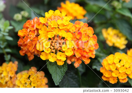 Lantana of the veranda Lantana of the veranda 3093042