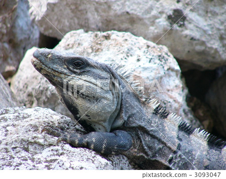 Iguana of Mexico Cancun Iguana of Mexico Cancun 3093047