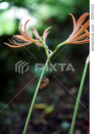 蟬和狐狸 3093163