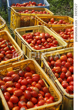 Tomato harvest 3093527