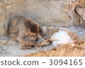 猴子的頭髮修剪 3094165