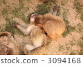 猴子的頭髮修剪 3094168