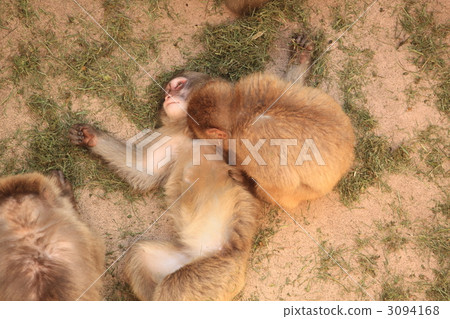 猴子的頭髮修剪 3094168