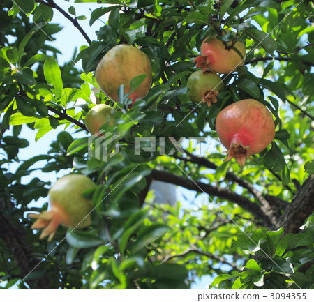 Pomegranate Pomegranate 3094355