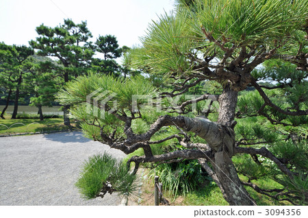 Pine Pine 3094356
