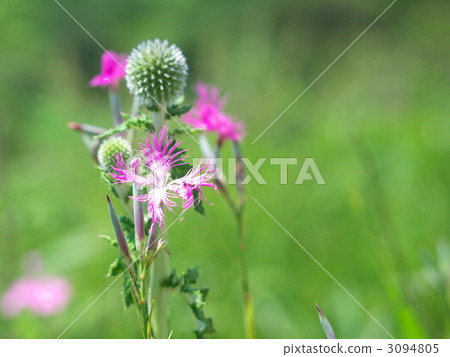 Higotai的高原和Nadesico 3094805