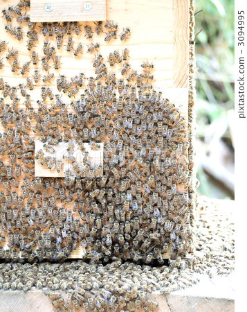 Japanese bee 3094995