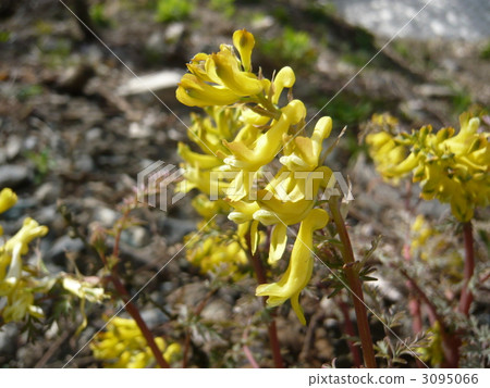 Kikeman Kikeman 3095066