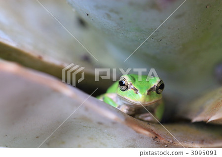 Rain frog Rain frog 3095091