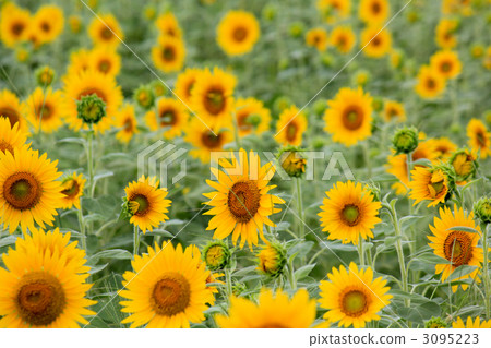 向日葵（Nichirinso /鑽石草） 3095223