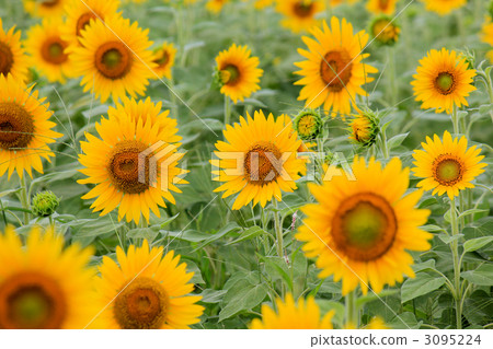 向日葵（Nichirinso /鑽石草） 3095224