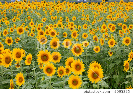 向日葵（Nichirinso /鑽石草） 3095225