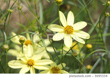 Choreopsis · Moonbeam 3095334