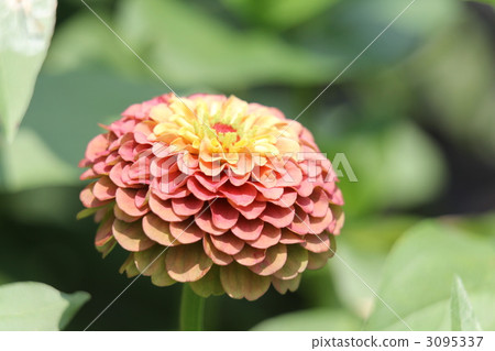 Jinia (Besshi) Queen Red Lime Jinia (Besshi) Queen Red Lime 3095337