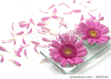 gerbera, gerberas, bloom 3095542