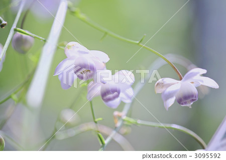 假海葵 野草 野花 3095592