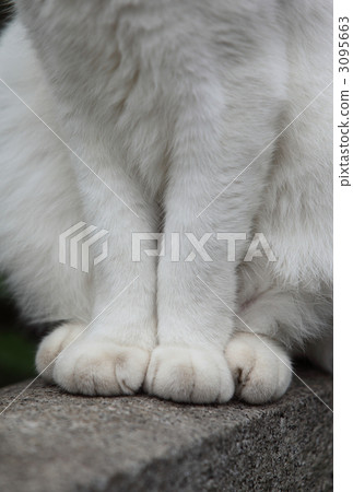 Cat behaving well behaving 3095663