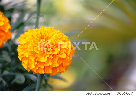 Marigold  3095667