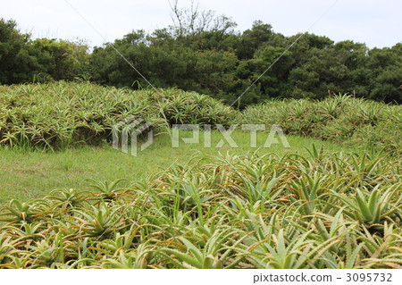 aloe, aloe vera, aloe-vera 3095732