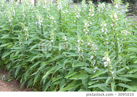 芝麻田 芝麻田 3095810