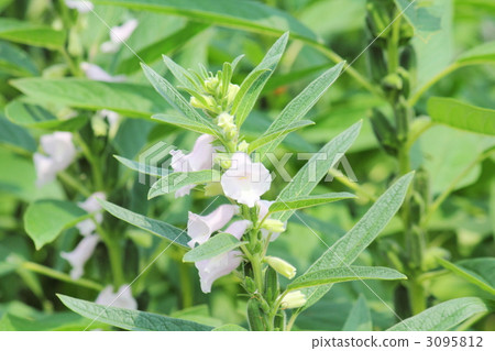 芝麻花 芝麻花 3095812