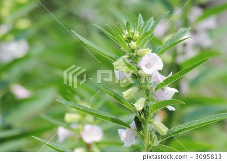 芝麻花 芝麻花 3095813