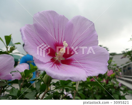 韓國國花腫脹 3095821