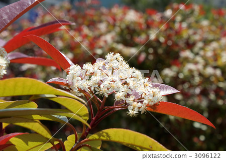 Kaname Memochi 3096122