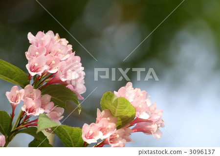 Weigela 3096137