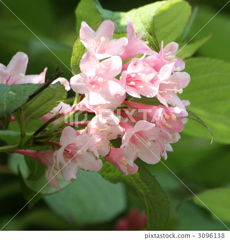 Weigela 3096138