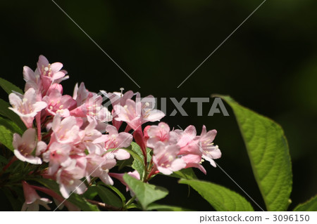 Weigela Weigela 3096150