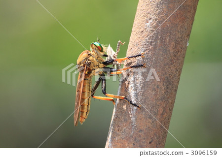 Aomeab under prey Aomeab under prey 3096159